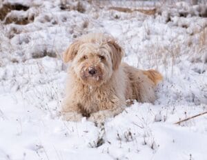 Portrait of a Sapsali in the Snow
