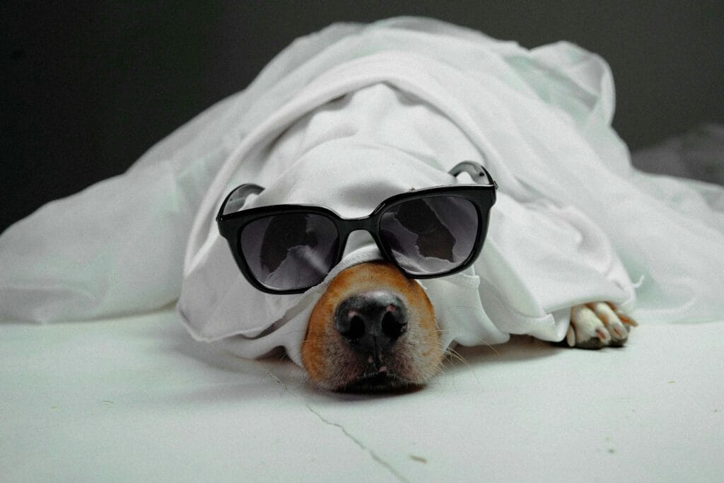 Playful Dog Posing with Sunglasses and Sheet. Save money when booking flights with incognito mode