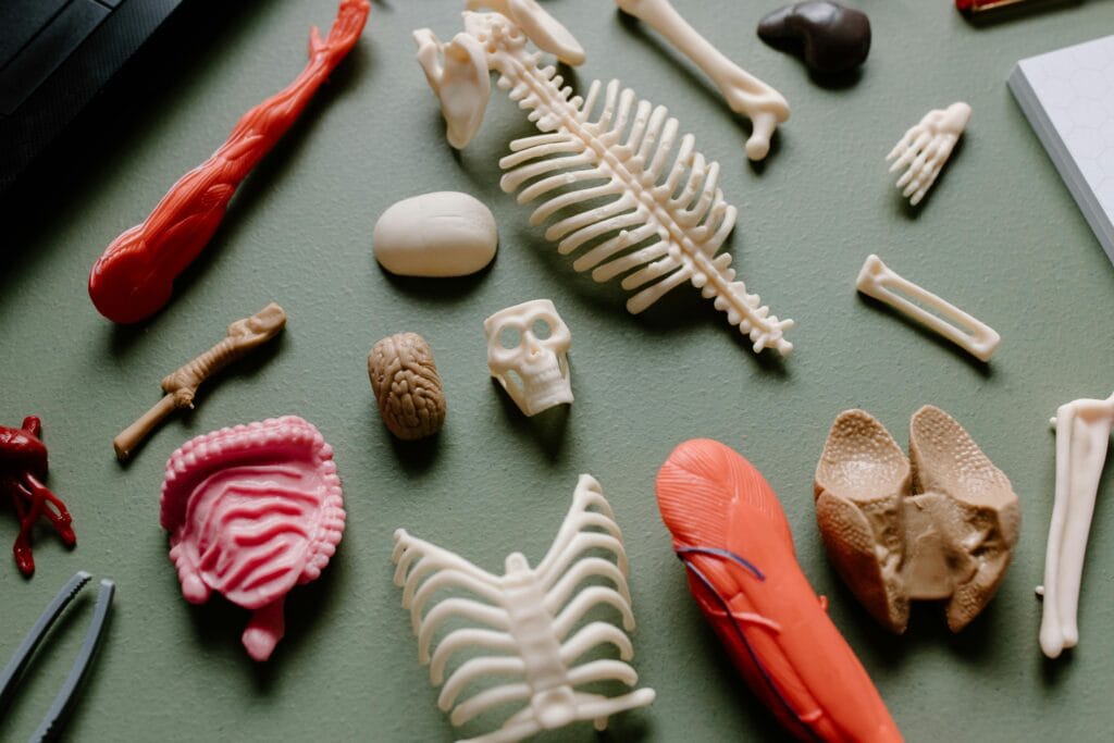 red and white seashells