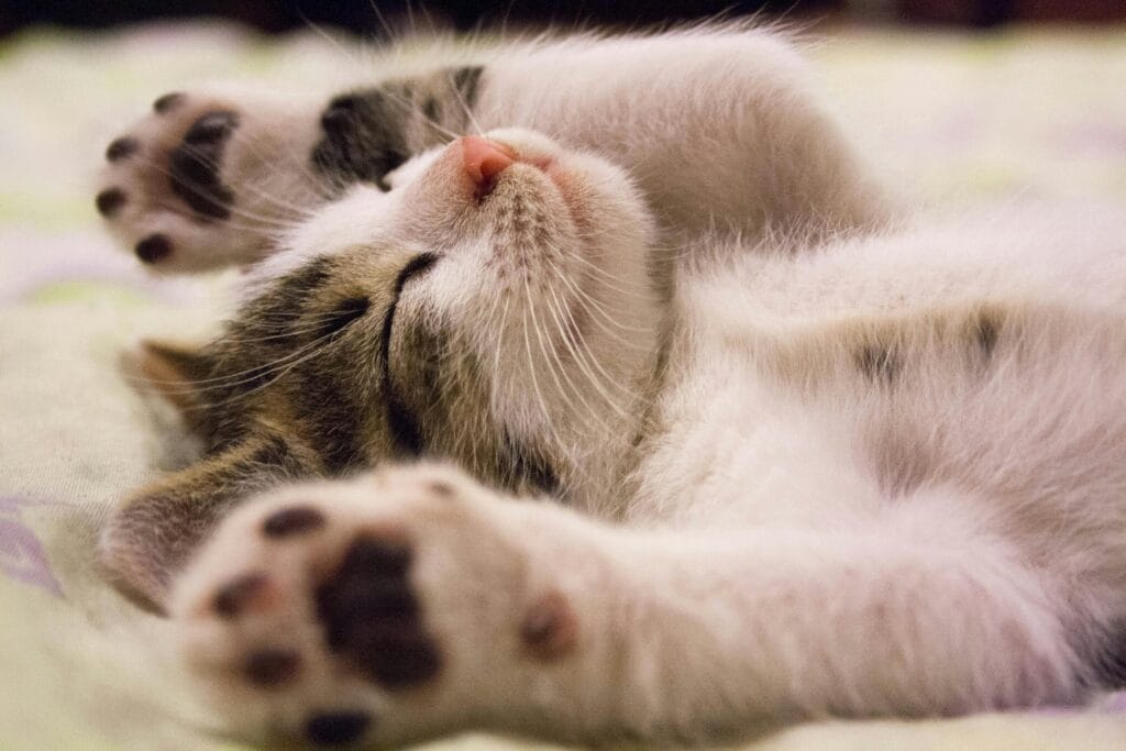 Close up photo of cute sleeping cat. Apply sleep tips for flying professionals on long-haul flight