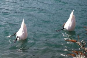 Two White Feathered Animals With Head Under Water and Body Above Water