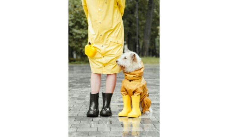A Person in Yellow Raincoat Standing Beside the Dog