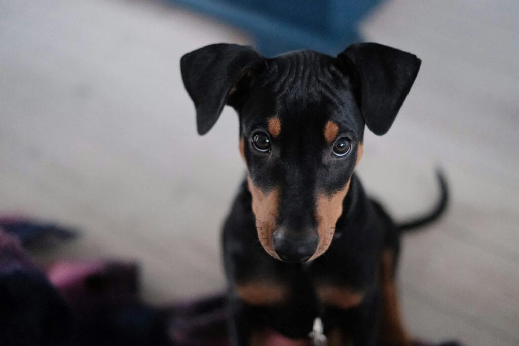 Cute Doberman Pinscher Puppy Indoors