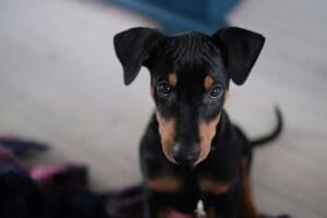 Cute Doberman Pinscher Puppy Indoors