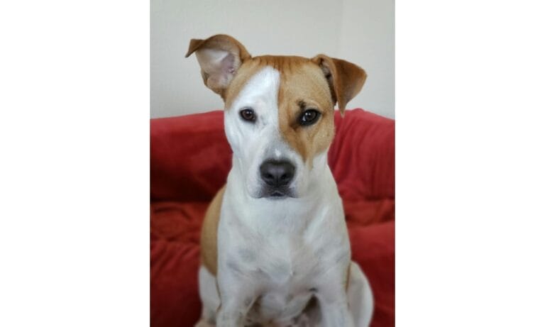 American Pit Bull Terrier