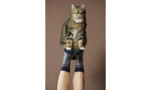 Short-fur Black and Brown Cat