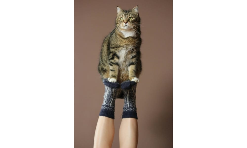 Short-fur Black and Brown Cat