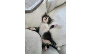 Adorable Kitten Sleeping on Soft Blanket