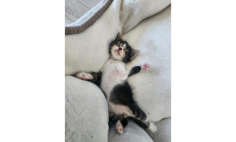 Adorable Kitten Sleeping on Soft Blanket