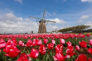 Blooming tulip field near windmill in countryside