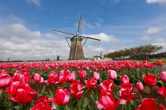 Blooming tulip field near windmill in countryside