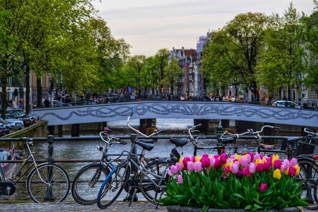 Bicycles and Tulips Along Amsterdam Canal