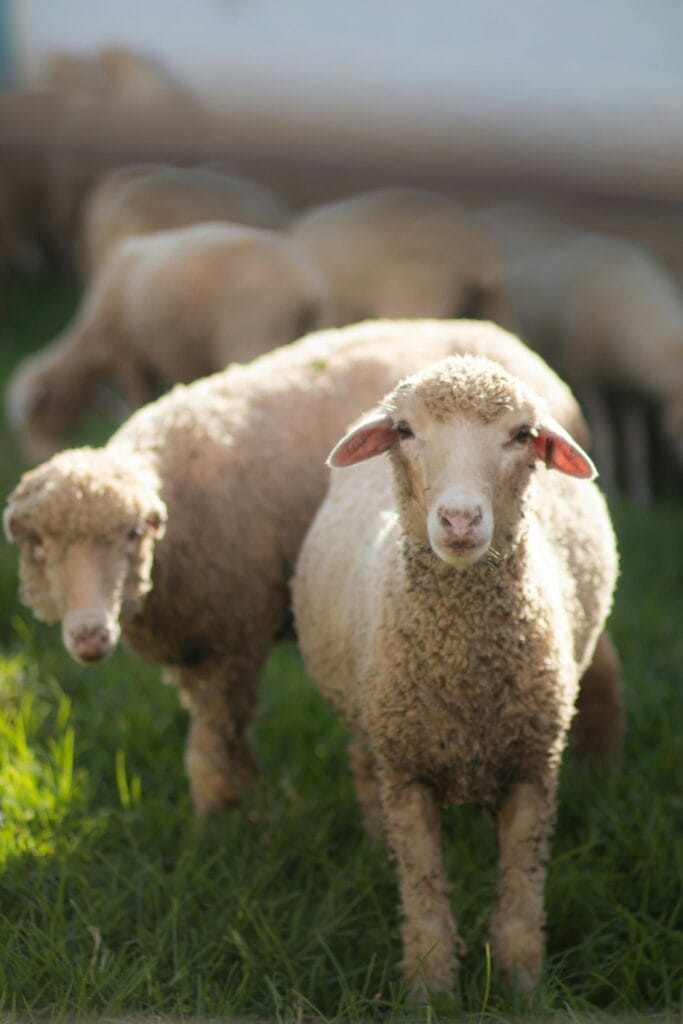 Merino Wool: The Overachieving Genius of Your Wardrobe