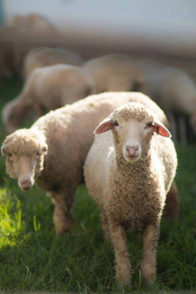 Merino Wool: The Overachieving Genius of Your Wardrobe