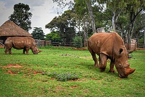 Johannesburg: Top 10 Adventure Activities