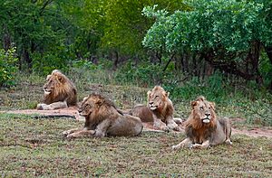 South Africa: Top 10 Adventure Activities