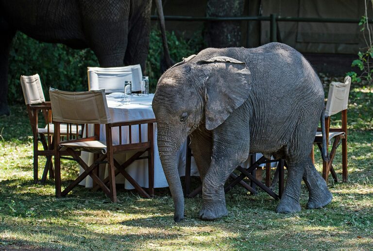 Unexpected dinner guest. The elephants have taken over at Little Governors camp in the Masai Mara.