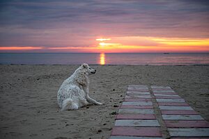 Dog relaxing on a dog friendly beach in Italy