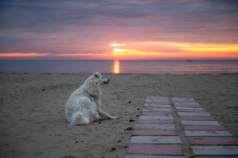 Dog relaxing on a dog friendly beach in Italy